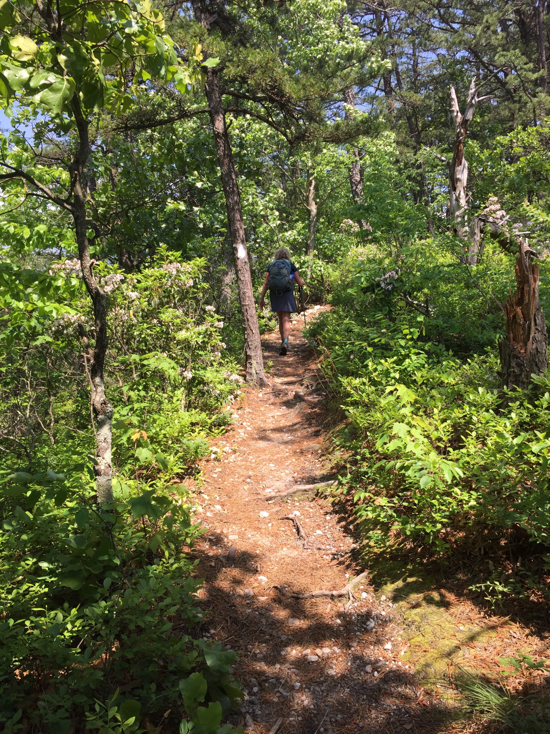 May 19: Along the Tinker Mountain ridgeline.