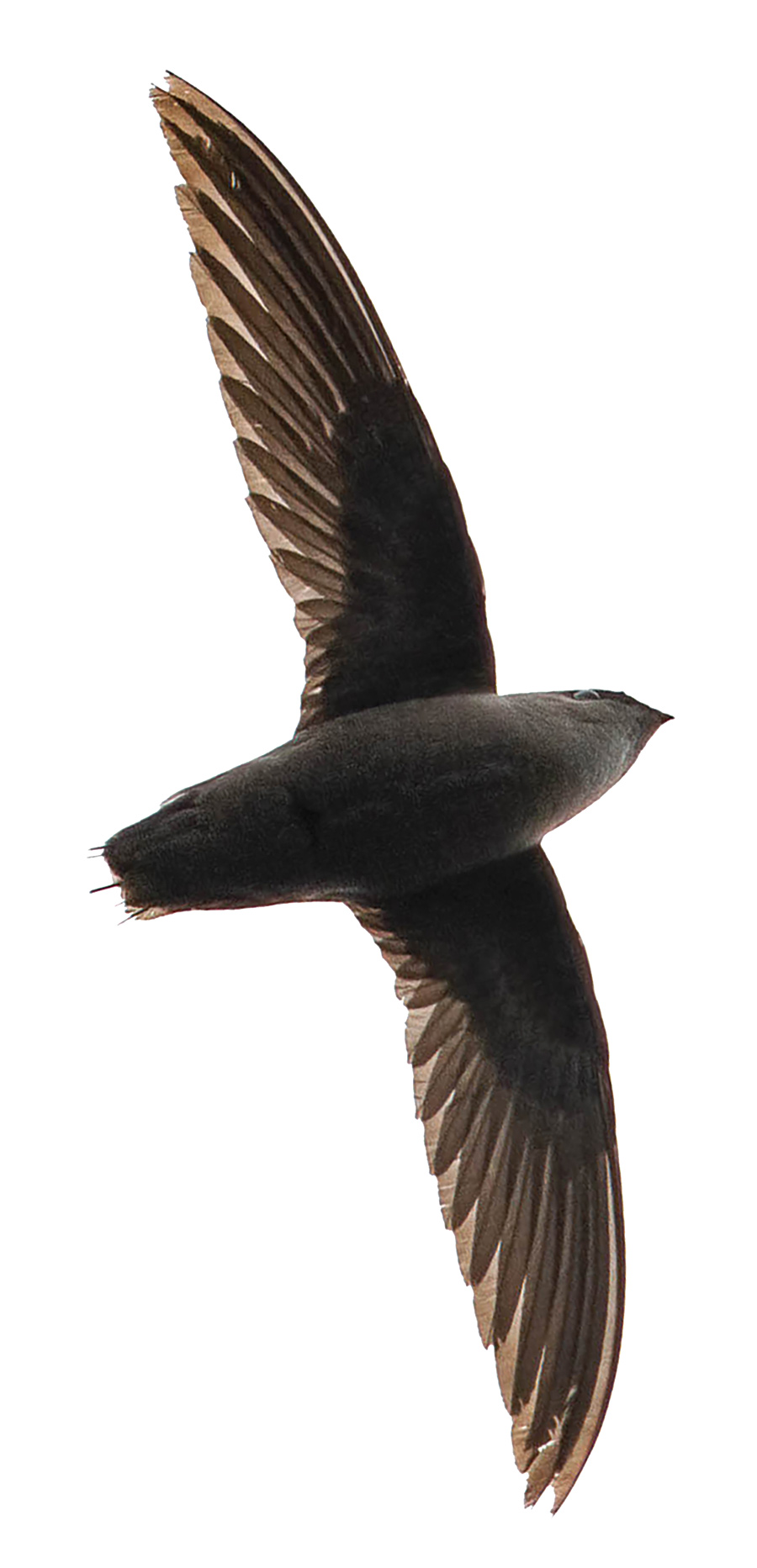 Chimney swifts’ long wings and short legs preclude perching on branches like most birds; instead they seek shelter inside man-made chimneys.