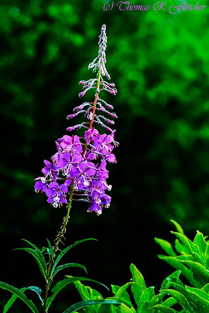 "Rosebay Willowherb"

This flower spike immediately caught my attention because it appeared to be growing from a Mountain Laurel (and Mountain Laurel doesn't have showy spikes of flowers). I like the more poetic-sounding name of the plant, Rosebay Willowherb (Epilobium augustifolium) as opposed to the prosaic, common name "Fireweed."

Bringing beauty from ashes, Fireweed is often the first plant to colonize a burned over or clear-cut area. The plant is edible. Native Americans have long known the value of this plant as food and medicine. A wonderful anti-inflammatory tea can be made from the leaves or the leaves may be eaten in salads. The plant is high in Beta-carotene and Vitamin C.