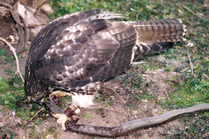 Nikki’s encounter with a snake turned out to be with a water snake rather than with what was initially feared—a copperhead.