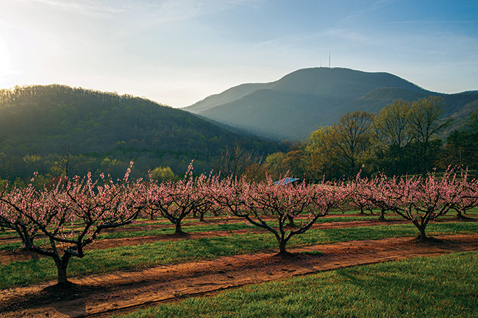 Peach trees are in full bloom on a late March afternoon at Hyders Farm, located near Landrum, South Carolina. The mountain in the distance is 3,240-foot Hogback Mountain, the southeastern-most protrusion of the Blue Ridge Escarpment.
