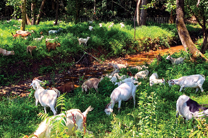 Electric fencing allows Goodling’s herd to safely and fully clear one acre at a time.