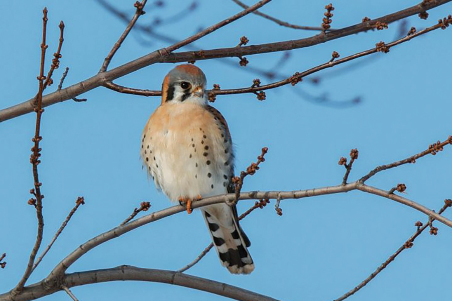 Sustaining American kestrel populations is a goal of the Piedmont Environmental Trust. Kestrel populations are estimated to have declined by 50% in North America.
