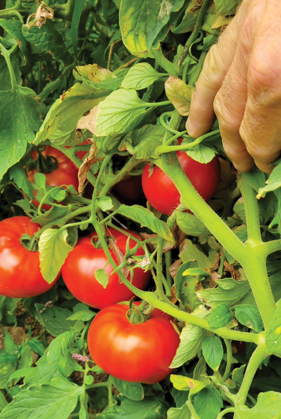 Yields of 50 to 60 pounds of tomatoes per plant are common on the Baker Family Farm.