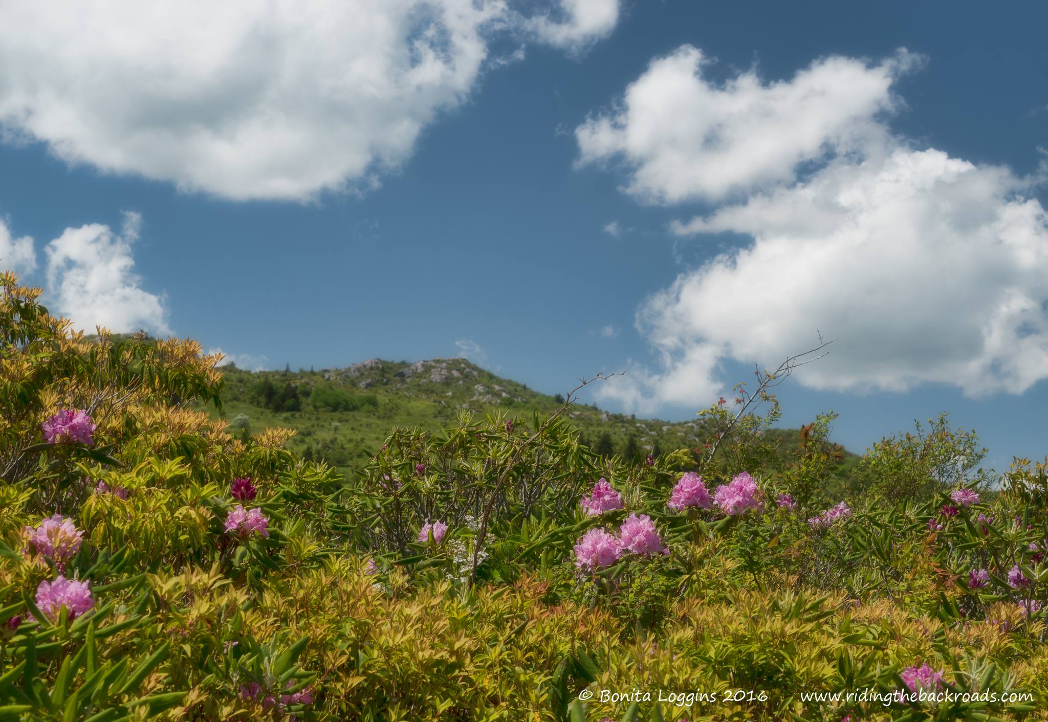On the Rhododendron trail at Grayson Highlands State Park, Virginia.
My website at www.ridingthebackroads.com