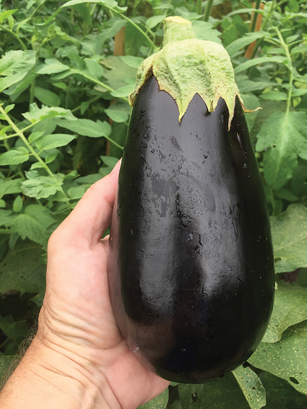 Season two in the Saucemans’ new raised beds will include more eggplant.