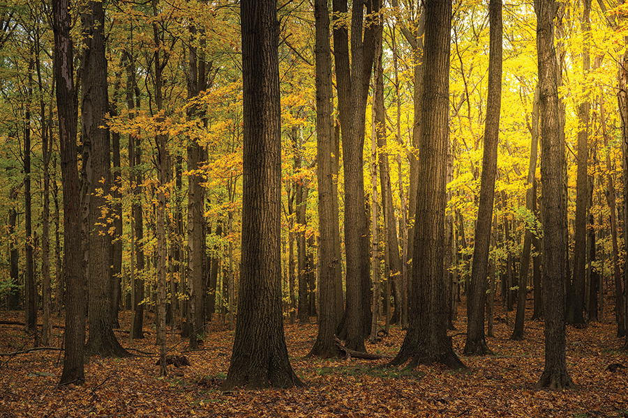 Along Route 75 from Canaan Valley Resort State Park to Dolly Sods Wilderness in West Virginia. From the photographer: “I came upon this serene grove where sunlight pierced through the golden foliage — an unforgettable moment of autumn’s quiet brilliance.”