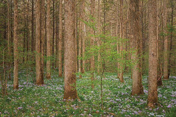 Spring forest and wildflowers, Whiteoak Sink, Great Smoky Mountains National Park, Tennessee & North Carolina - May 15.