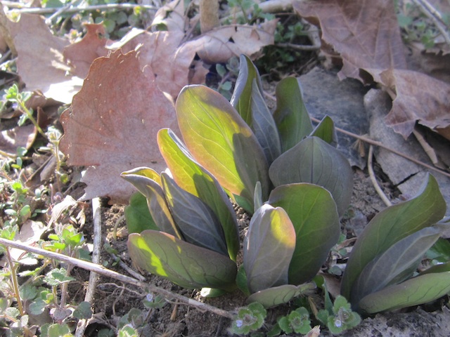 Skunk cabbage – as sure a sign of spring as the first pitch of the season.