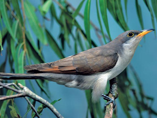 Among the species paddlers might spy on the float: yellow-billed cuckoo. Birds are abundant on North Carolina’s South Fork of the New River.