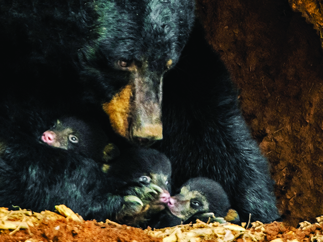 This special image has mama bear cradling all three of her precious cubs. She will continue to have her paws full, raising, feeding, protecting and teaching them for 18 months until they have a “family breakup.”
