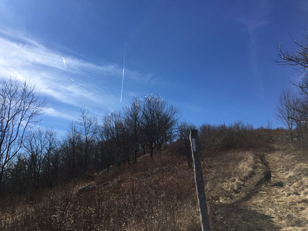 The ice had still not melted off the tops of the trees near the crest of Cold Mountain.