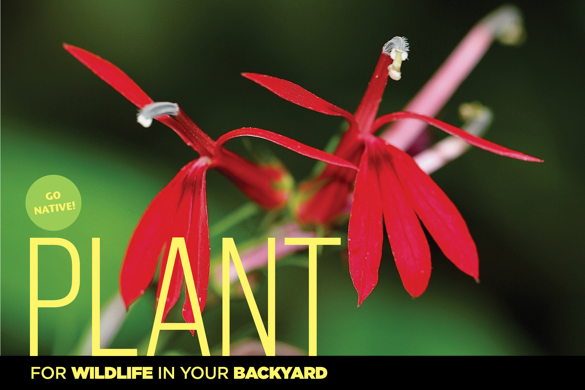 Cardinal Flower is a favorite of hummingbirds.