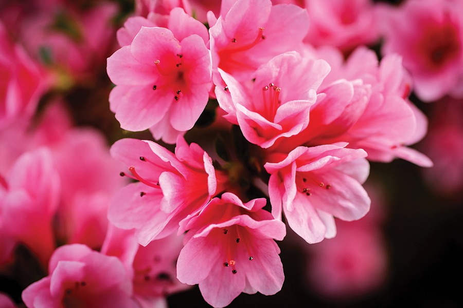 Coral Bells Azalea bloom just past the Tempesta Falls Overlook at beautiful Tallulah Gorge State Park in Tallulah Falls, Georgia, in early April. From the photographer: “As I hiked along the South Rim Trail I noticed the pink petals, and using a macro lens, I moved in close to capture their colorful splendor.”