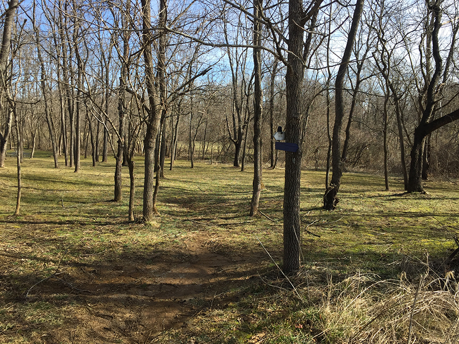 The trails of Greenfield Park are open and airy along the way to Ballast Point, including this pretty glade near Greenfield Elementary.