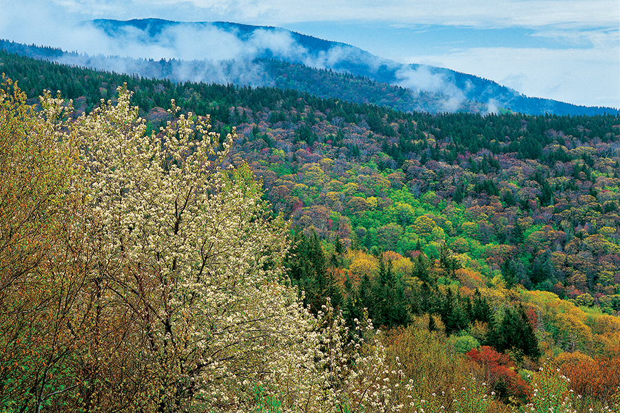 An impressive display of serviceberry blooms below the 6,684-foot summit of North Carolina’s Mount Mitchell, the highest point in America east of the Mississippi River.