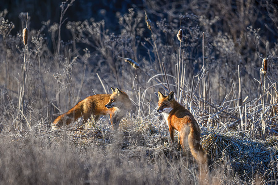 A pair of red foxes patrol their territory on a frigid morning in Waynesboro, Virginia.