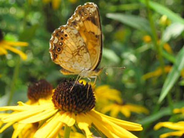 Black-eyed Susans are magnets for Silvery Checkerspot butterflies, who nectar on their flowers and lay their eggs on their foliage.