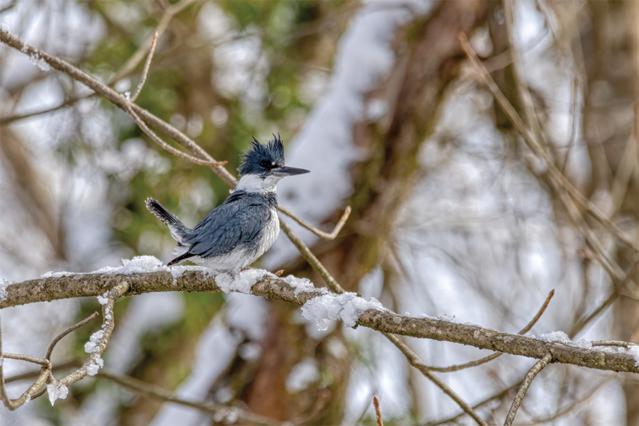 A belted kingfisher scans Reedy Creek along the Kingsport Greenbelt in Tennessee for fish on a snowy January day.