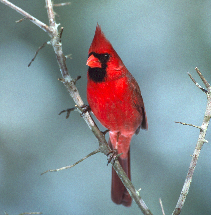 Male Northern Cardinal