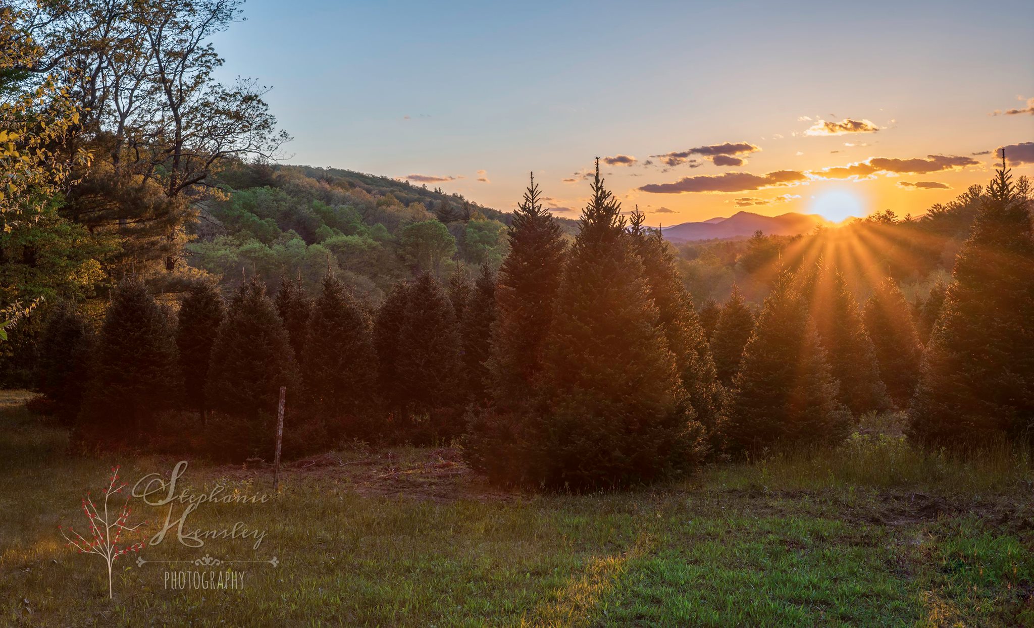 I enjoyed a sunset on the Blue Ridge Parkway near Linville Falls at this little tree farm. I just loved how the beams from the setting sun played peek-a-boo with these gorgeous trees.