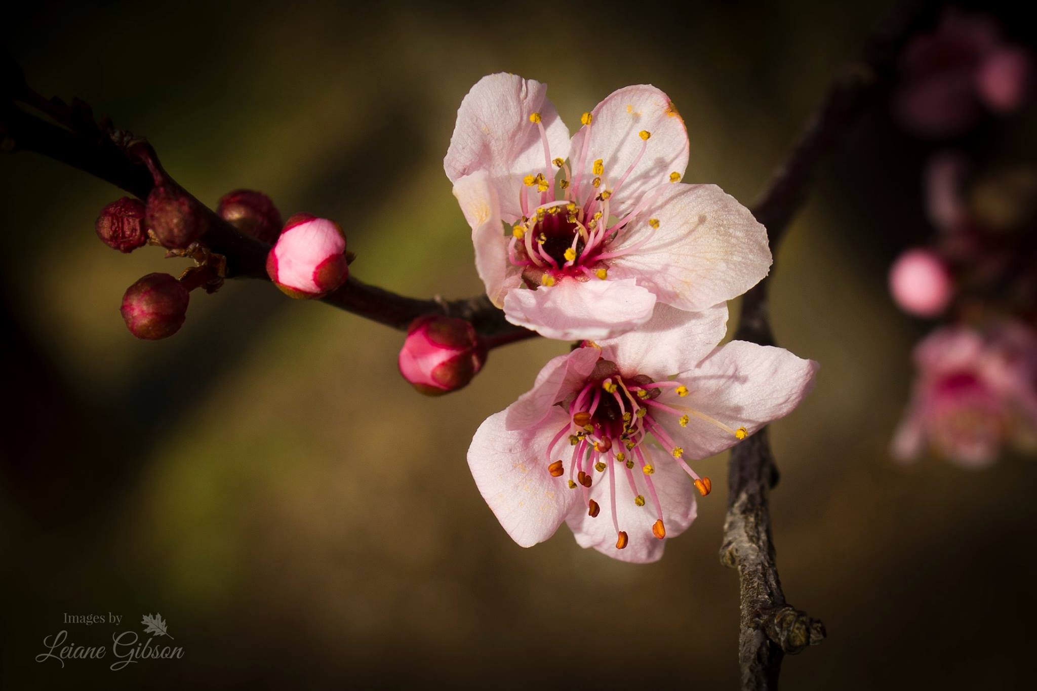 Signs of spring are showing in Bluefield, West Virginia.
www.imagesbyleianegibson.smugmug.com