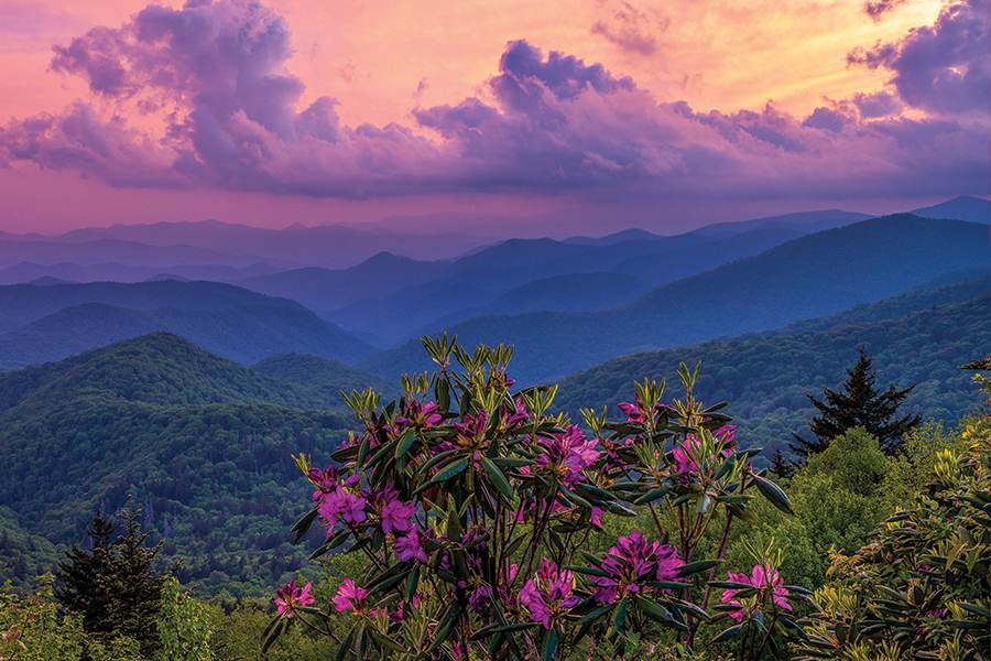 This classic shot of Catawba rhododendron against the backdrop of the mountains was shot in early June  along the Blue Ridge Parkway near Bear Trap Gap Overlook at Milepost 428.5, elevation 5,580 feet.