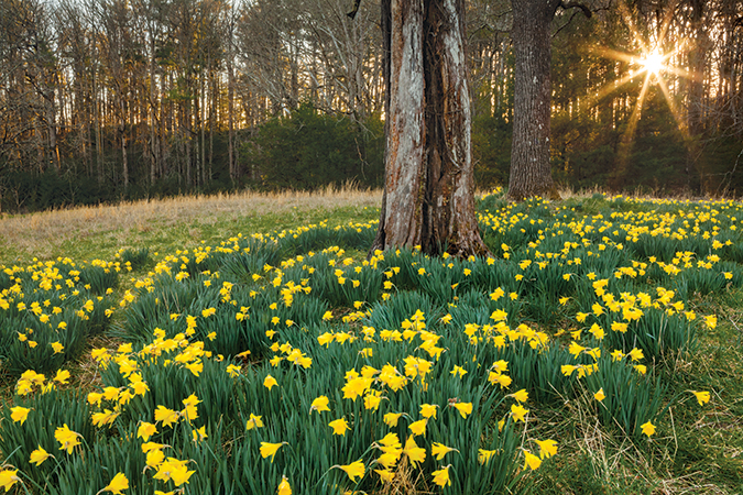 In early March, daffodils begin blooming throughout Cades Cove as Great Smoky Mountains National Park bids adieu to winter and welcomes spring.