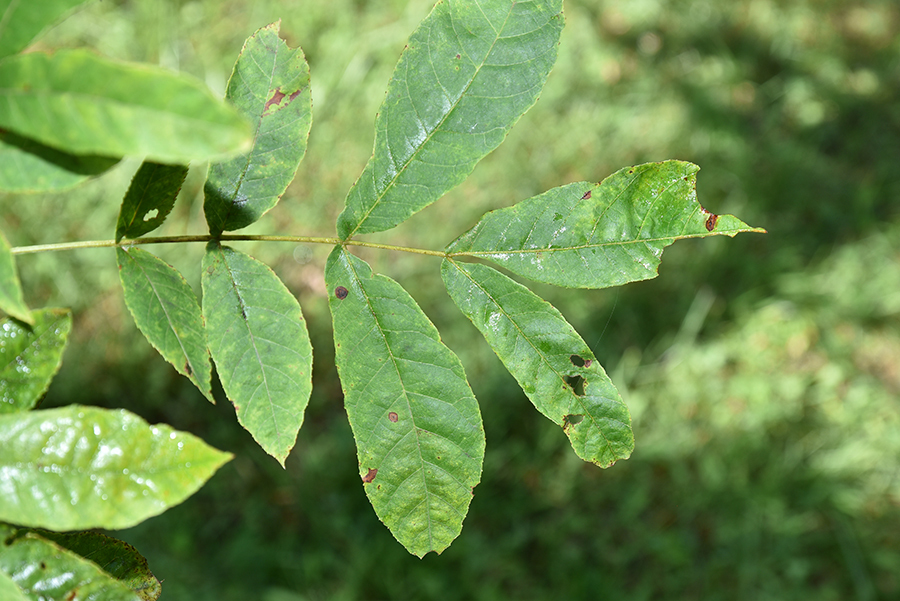 The compound, lancelike leaflets of the bitternut are a good identifier.