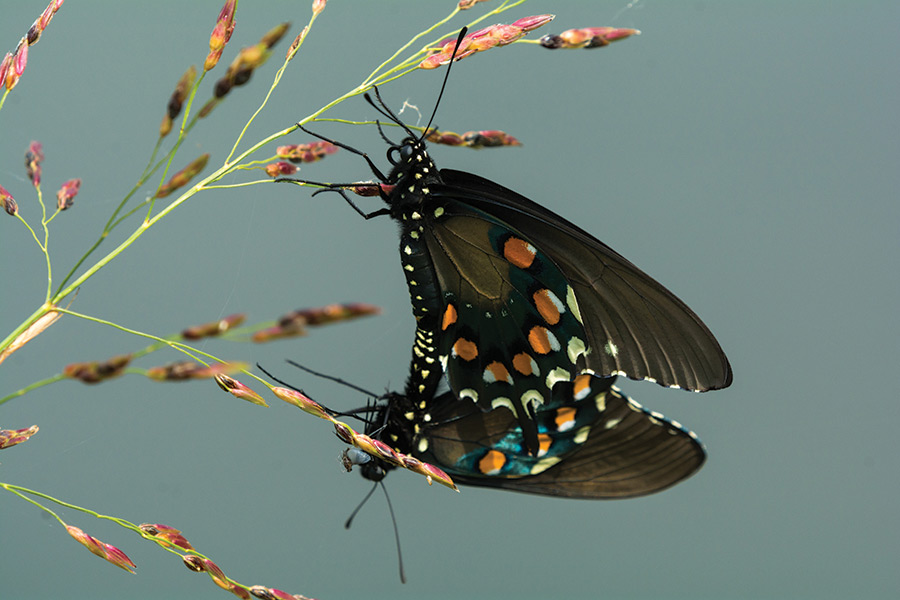 Two pipeline swallowtails flutter along a patch of flowers along the South Holston River in Tennessee.