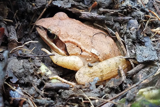 A wood frog can safely freeze for the winter.