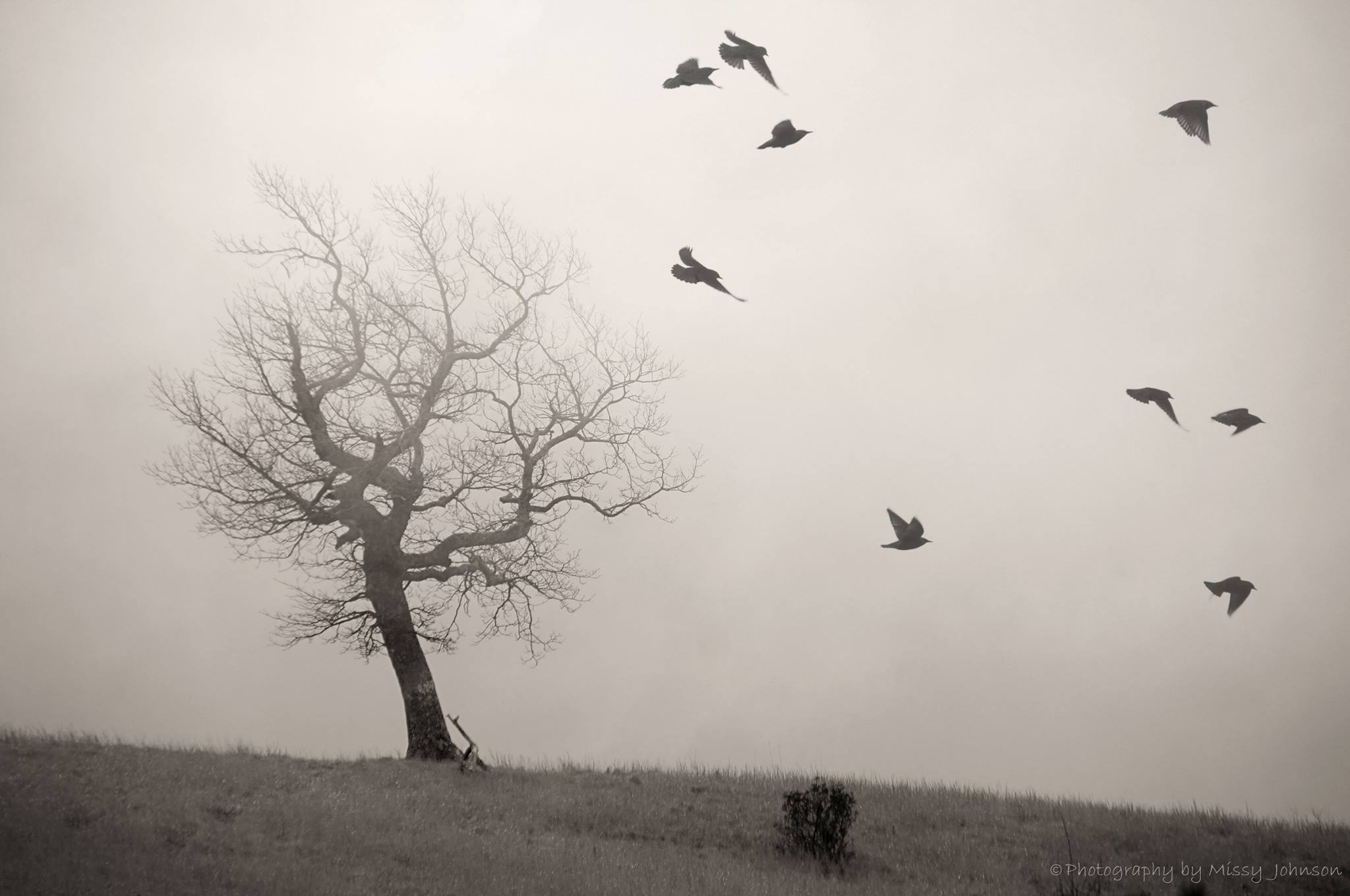 Halloween themed photo from the BRP...taken at Doughton Park.
"A Walk in the Fog"