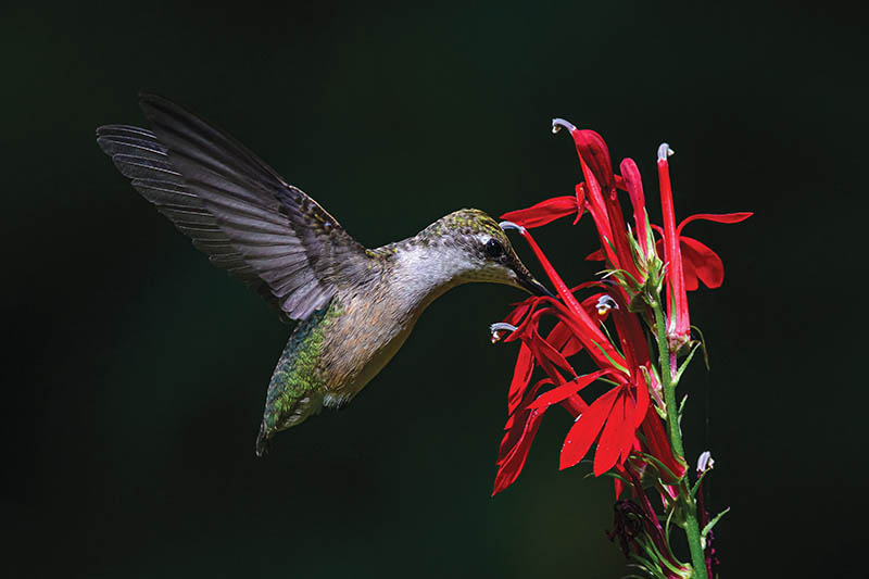 In Virginia’s Big Levels area of George Washington National Forest, a female ruby-throated hummingbird hovers at a cardinal flower, collecting nectar. Photo by Pete Emerson