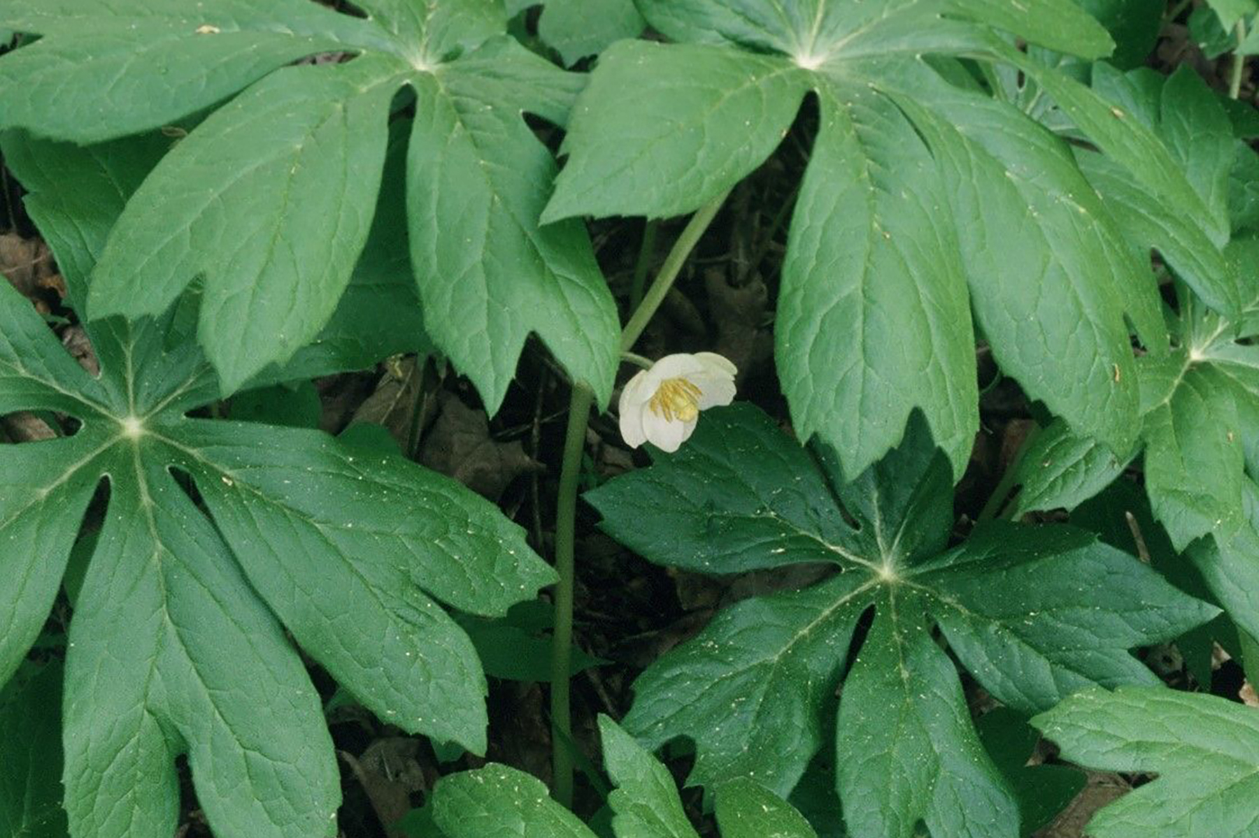 Mayapple. Credit Joe Cook and Monica Sheppard