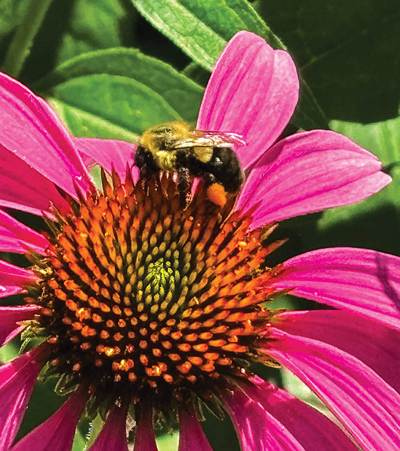 An eastern purple coneflower (Echinacea purpurea) attracts an eastern bumblebee in Cornelia, Georgia. 
Photo by Randolph Kanipe