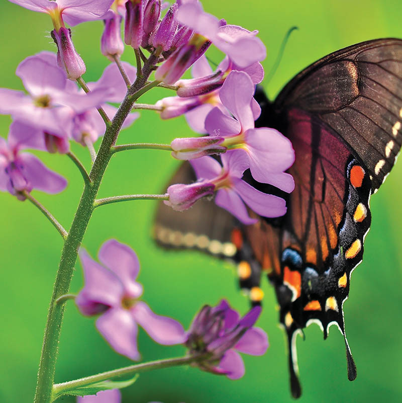 Dame’s Rocket is one of many flowers that burst upon the scene at the New River Gorge in West Virginia each spring. From the photographer: “A butterfly enjoyed a quick meal from a bloom of the showy wildflower, commonly found along roadsides and in open areas.” Photo by Ed Rehbein