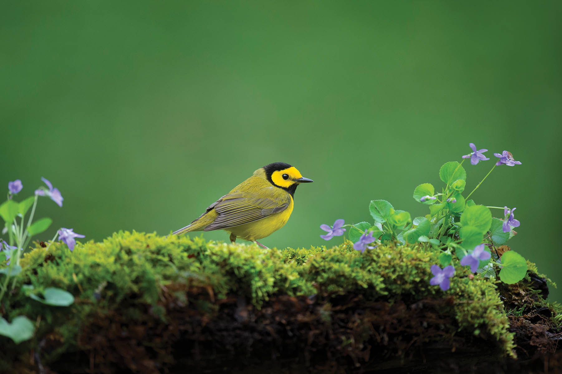 A yellow and black Hooded Warbler perched on a mossy log with tiny purple Violet flowers growing with a smooth green background.