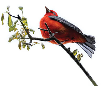 Scarlet Tanager in Western NH. These birds typically prefer concealed perches, making an unobstructed background like this very unusual.