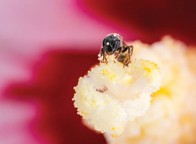Bees like this one, spotted in Kingsport, Tennessee, play a crucial role in the growth of flowers, fruits, and vegetables. From the photographer: “You can see bits of pollen clinging to it, ready to be carried to other flowers.” Photo by Jay Huron