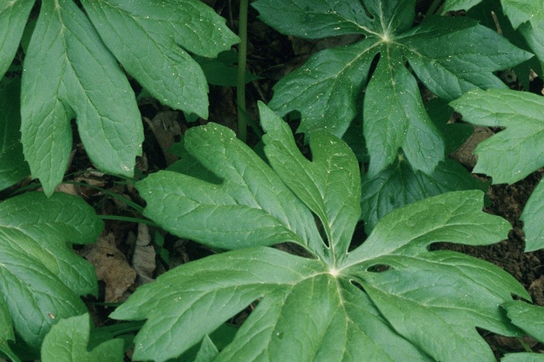 Mayapple. Credit Joe Cook and Monica Sheppard