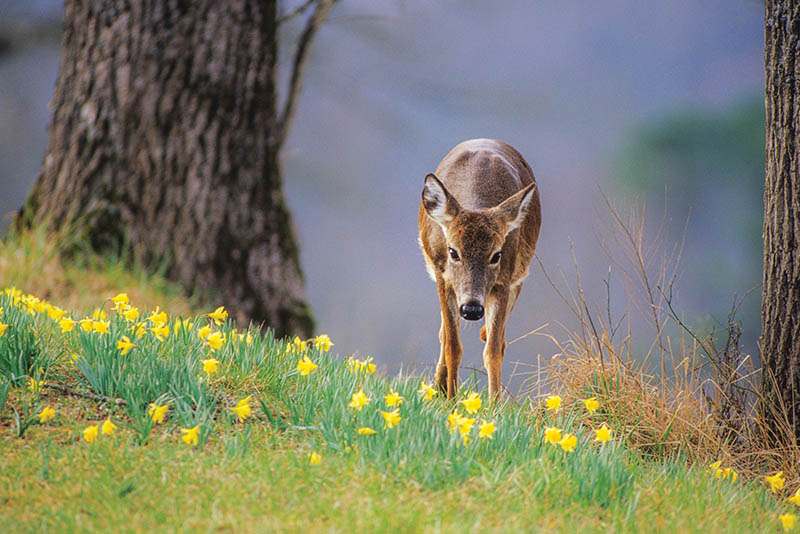 A whitetail doe meanders through a carpet of spring daffodils in Great Smoky Mountains National Park’s Cades Cove. Photo by Bill Lea