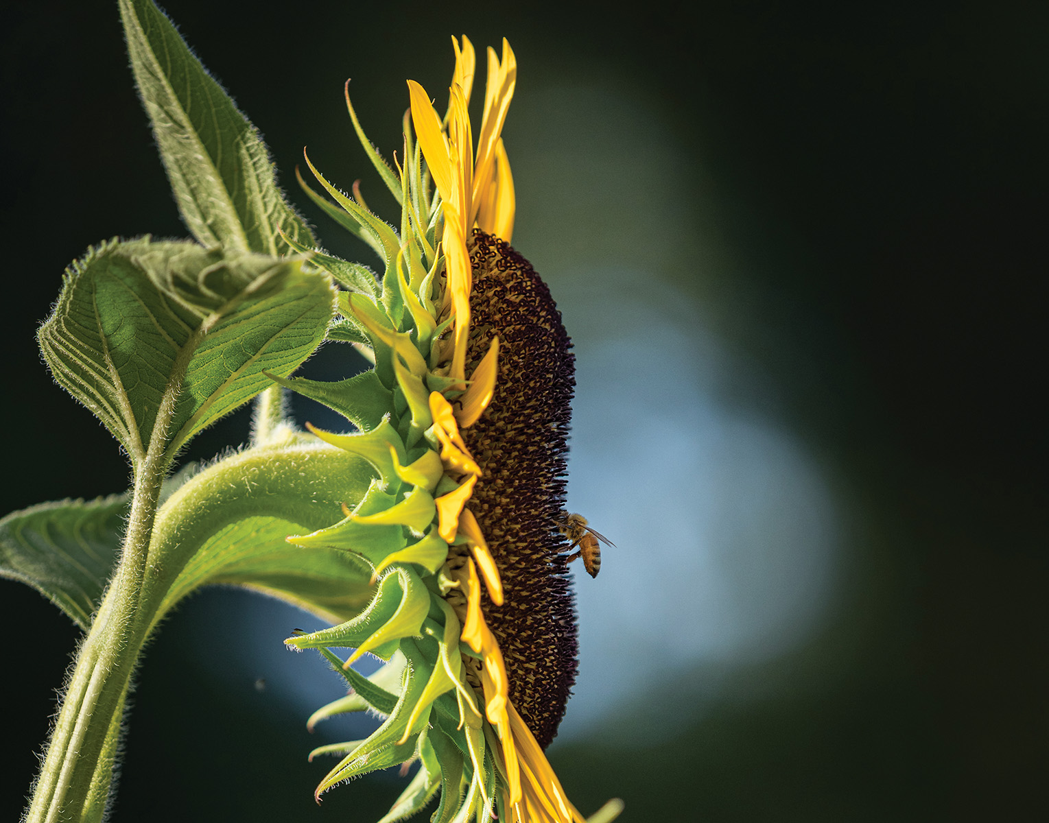 A bee clings to the center of a sunflower at Mill Springs Farm, located just up the road from historic downtown Jonesborough, Tennessee. From the photographer: “The farm grows a yearly crop of a variety of sunflowers. The bees love them!” Photo by Jay Huron