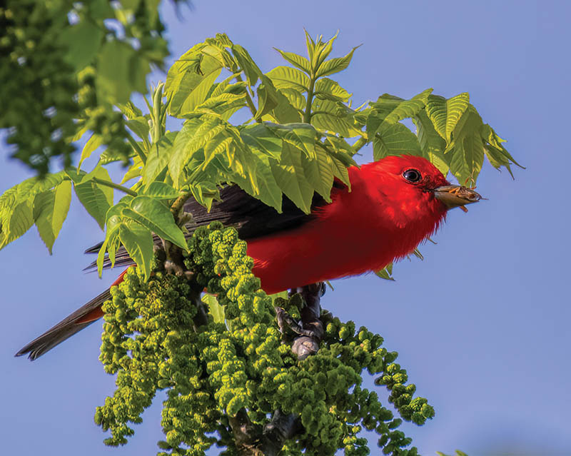 Flashing brilliant red against the spring canopy in Scott County, Virginia, a male scarlet tanager catches an insect to snack on. Photo by Ryan Rice
