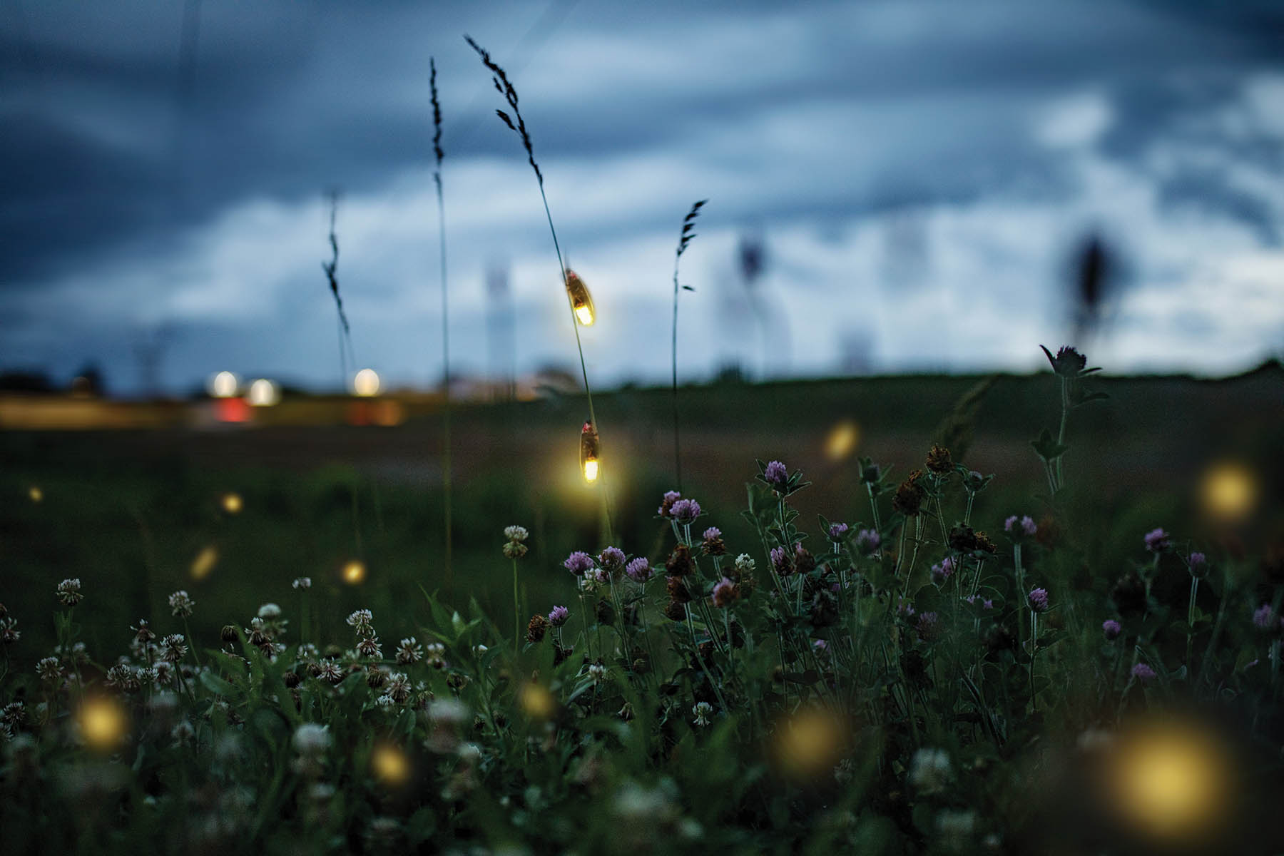 Synchronous Fireflies