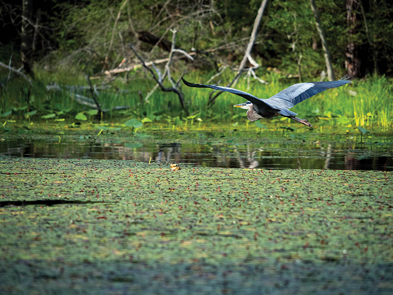 The striking blue-gray plumage of this Great Blue Heron stands out against the lush green watershield as it glides across the lake at Bays Mountain Park in Kingsport, Tennessee. Photo by Jay Huron