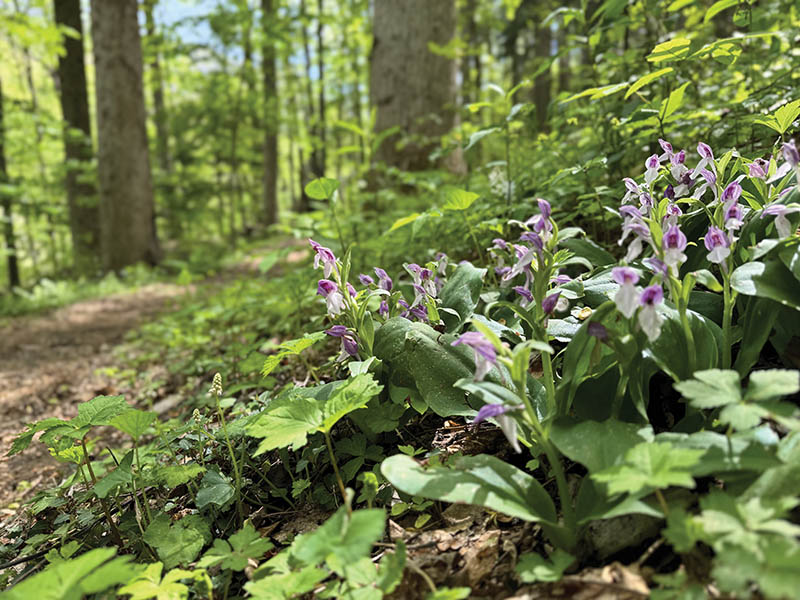 Blooms line the Cove Hardwood Trail at the Chimneys Picnic Area during the warm months.