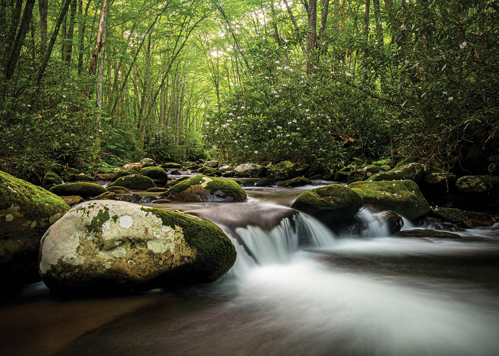 Blooming rosebay rhododendrons frame a lovely, fast-moving cascade along the Oconaluftee River in Great Smoky Mountains National Park near Cherokee, North Carolina. Photo by Robert Stephens
