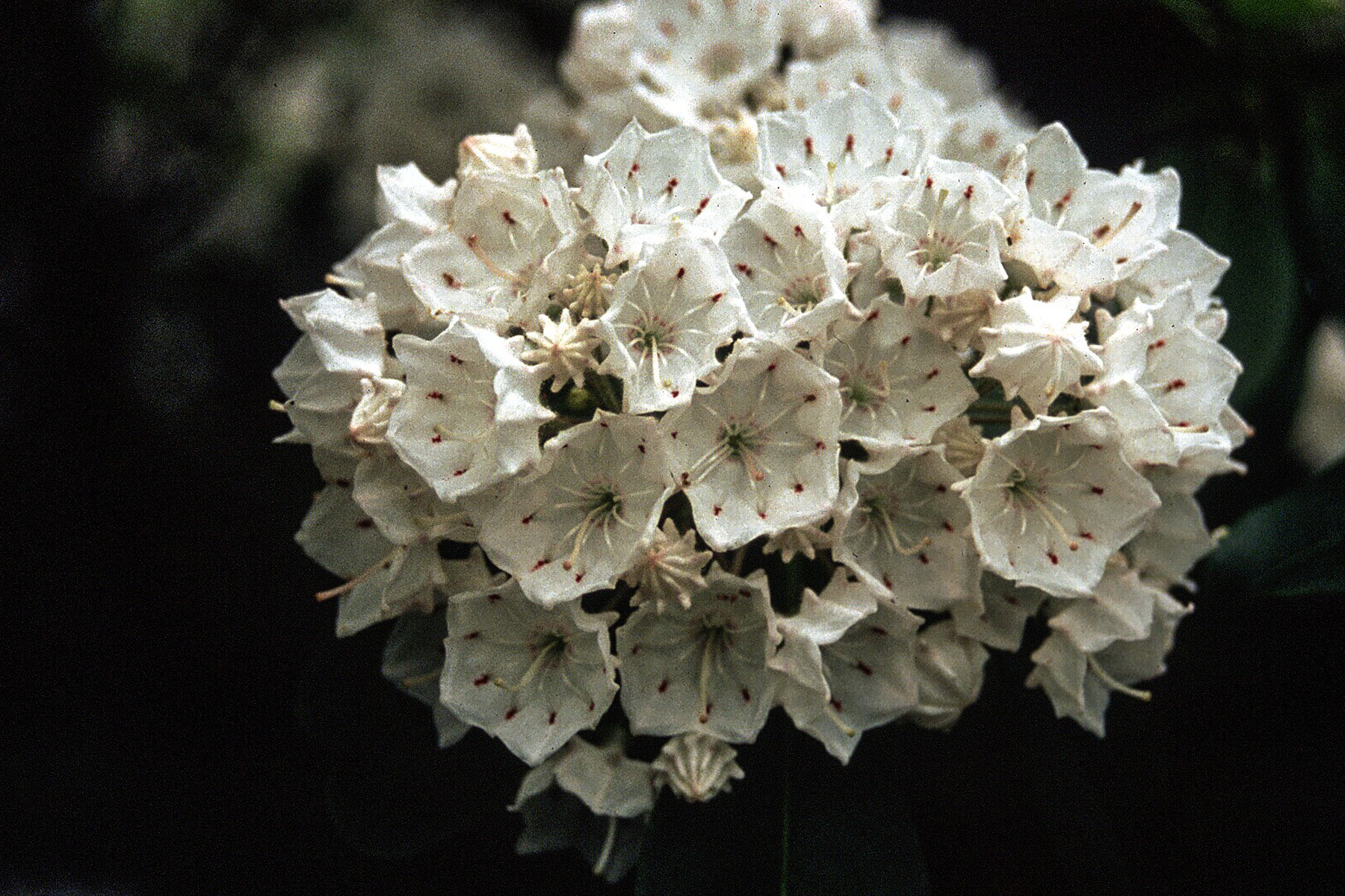 Mountain Laurel. Credit Leonard M. Adkins
