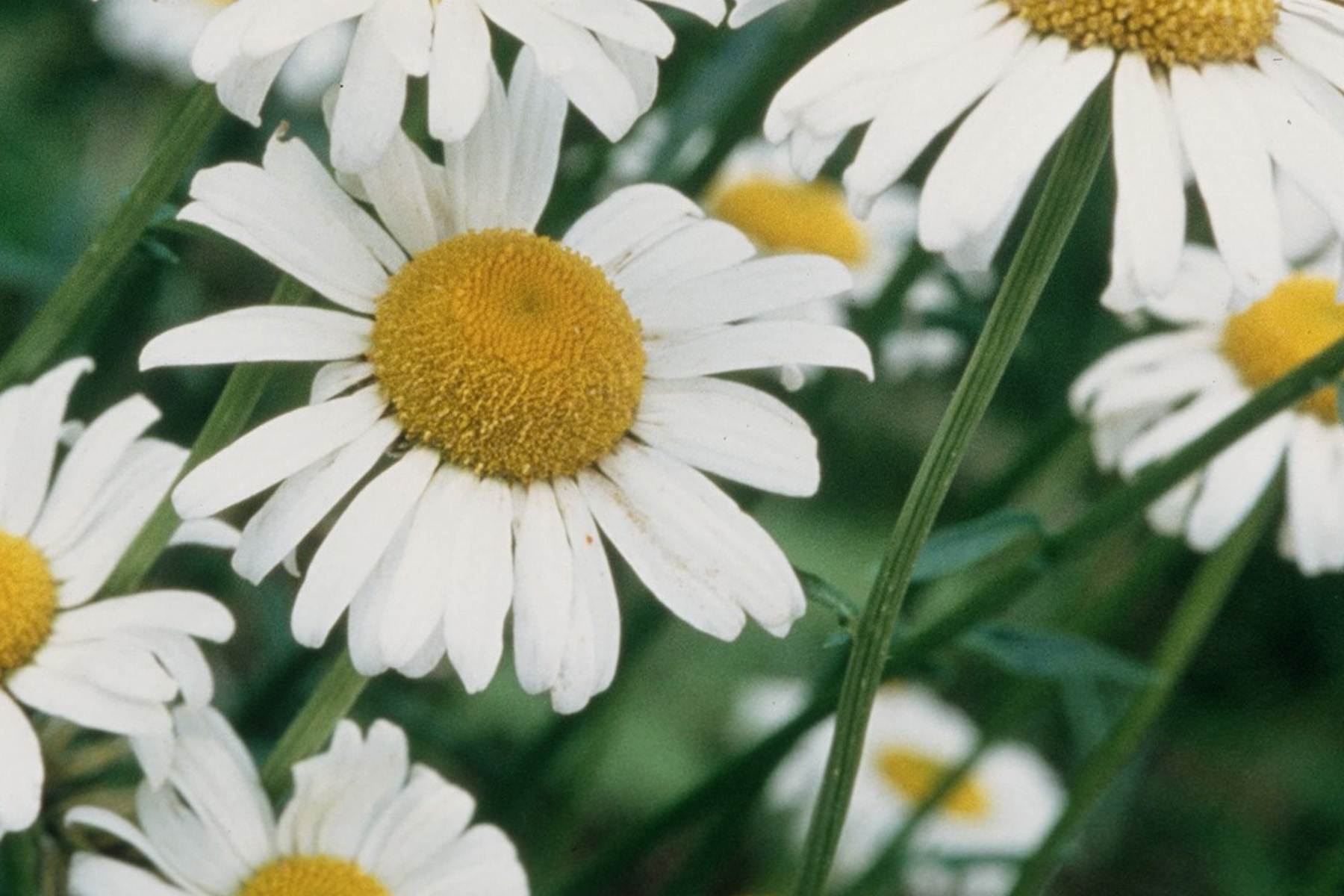 Oxeye Daisy. Credit Joe Cook and Monica Sheppard