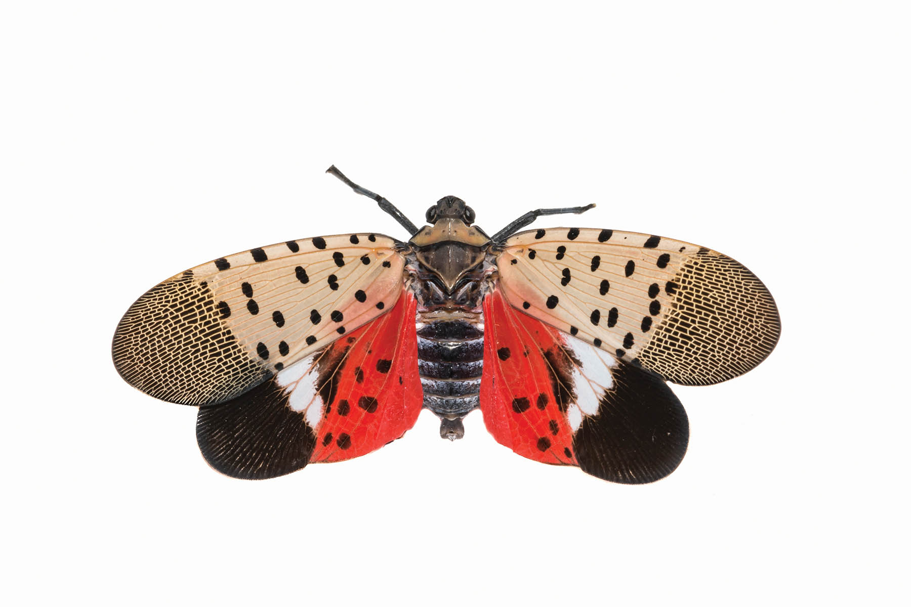 Spotted Lanternfly